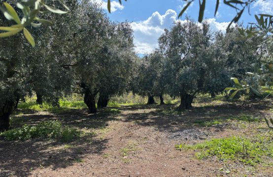 GÜNDOĞDU KAYAARKASI MEVKİİ 1474 M2 RESMİ YOLA CEPHE DENİZ MANZARALI HOBİ BAHÇESİ